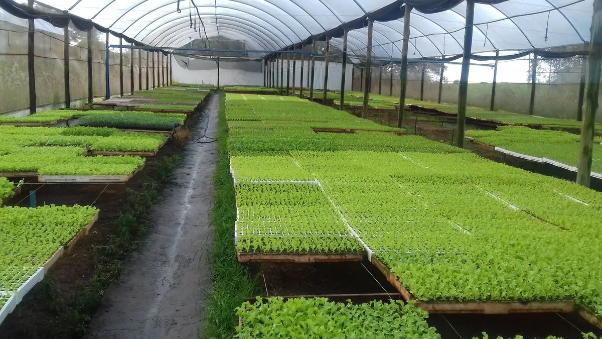 Commercial Greenhouse Growing