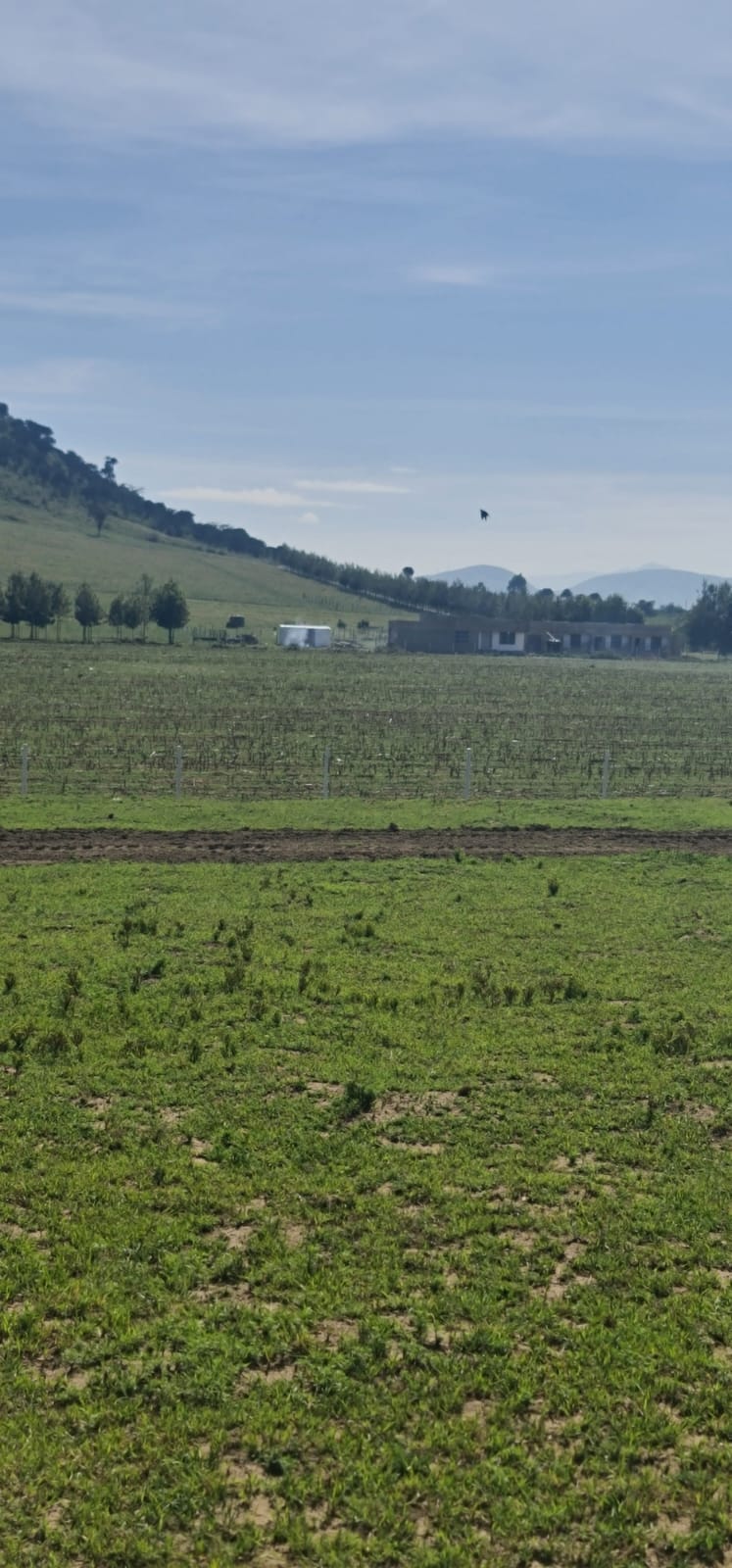 Naivasha 5