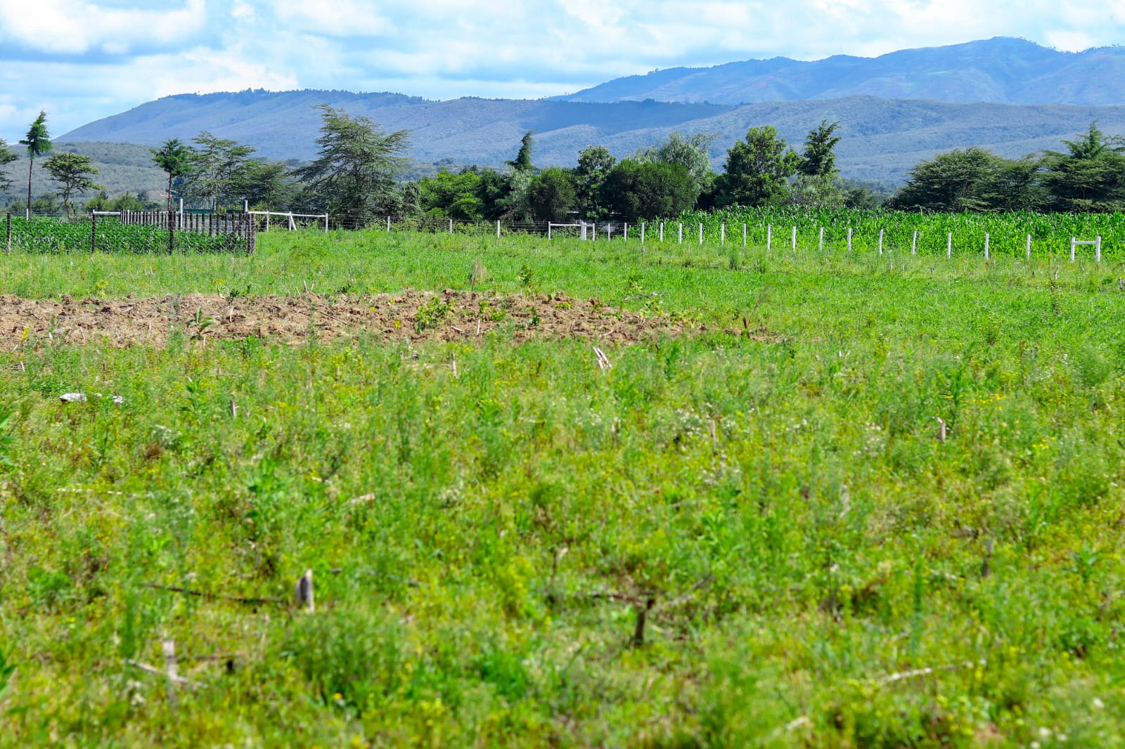 Ziwani Ridge Naivasha
