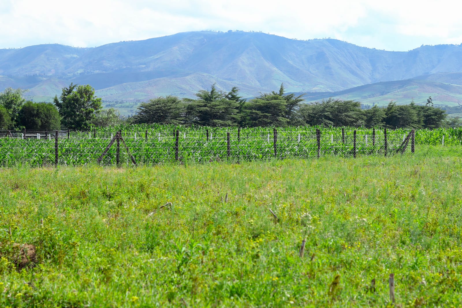 Naivasha 2