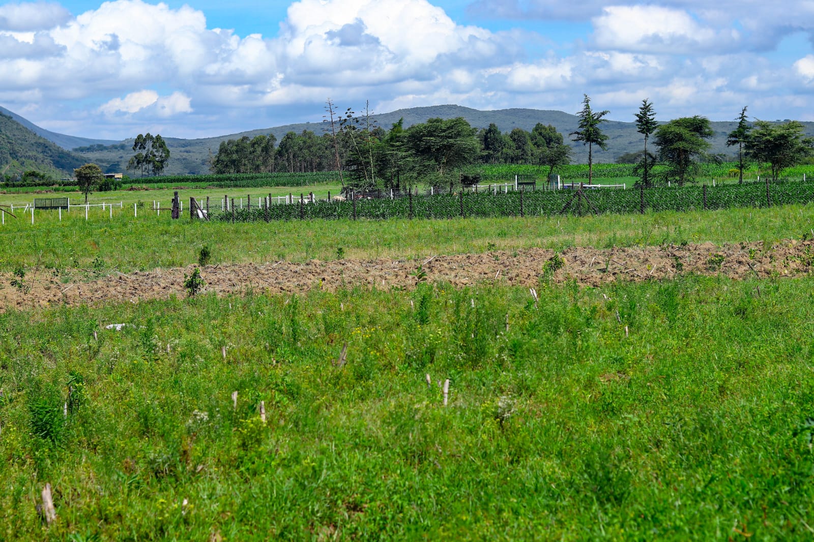 Naivasha 1