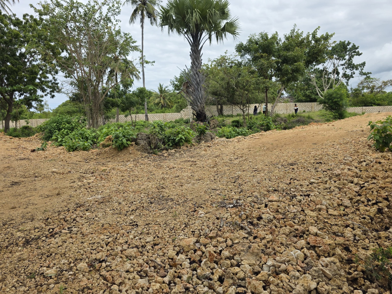 Diani 2